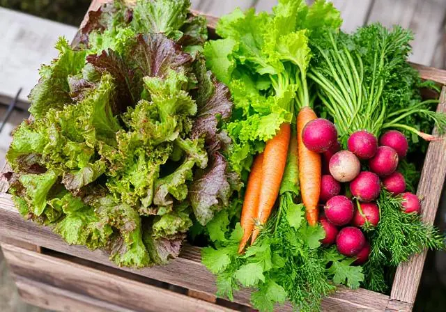 Freshly harvested vegetables