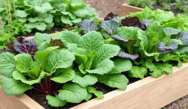 Easy-to-grow vegetables for beginners