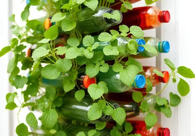 Vertical garden in a small space