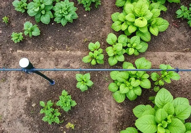 Drip irrigation system for gardens
